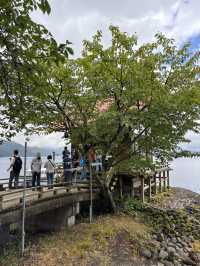 田沢湖潟尻 傳說美少女「たつこ像」與浮木神社的湖畔浪漫⛩️🌊