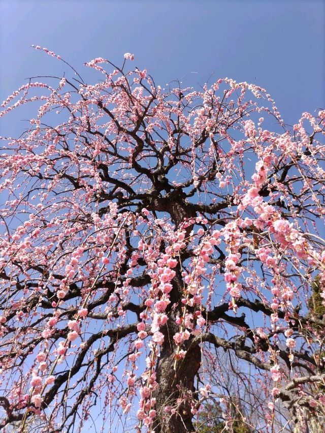 梅とグルメの一泊二日 梅とグルメの一泊二日