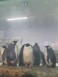 🇯🇵 Shirahama Adventure World Zoo Day🦒