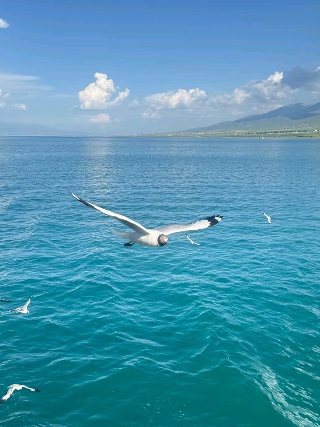 Into the Wild Blue: My Journey to Qinghai Lake