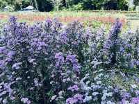 Songkhla Flower Farm