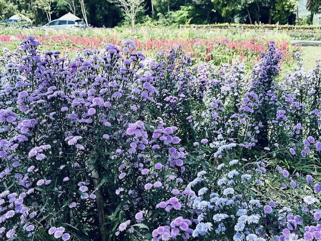 Songkhla Flower Farm