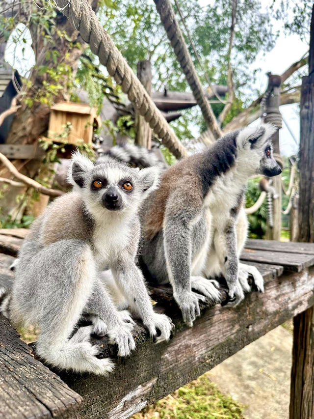 🌟ชมความน่ารักของ”ฝูงลีเมอร์หางแหวน“ แห่งแรกในไทย