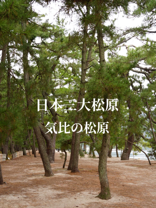 日本三大松原  曲線を描く砂浜に松林が広がる