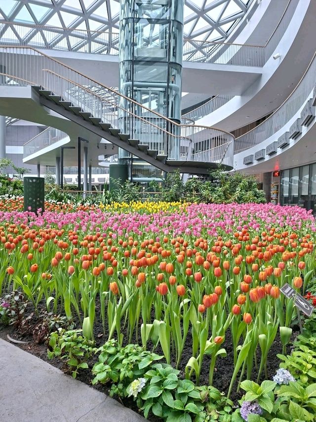สวนดอกไม้เมืองหนาวระยอง สวนดอกไม้เมืองหนาวระยอง