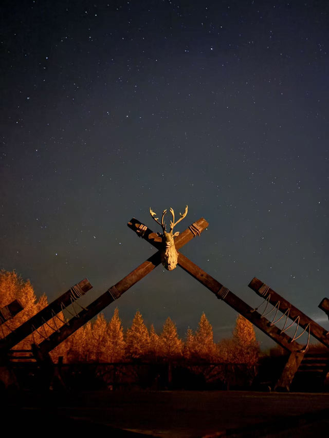 秋日森林秘境遇見野鹿🦌