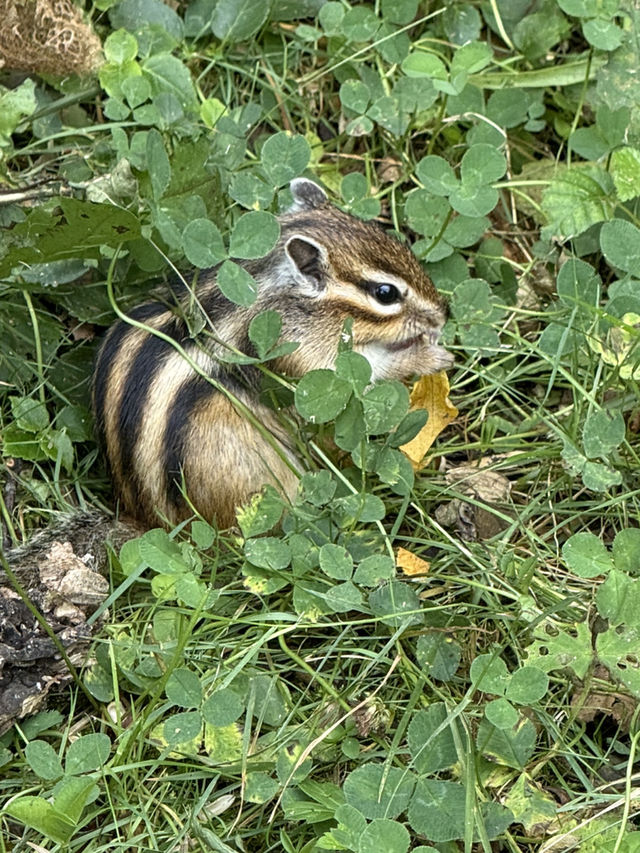北海道秘境!天狗山展望台絕景+超萌花栗鼠親密接觸 北海道秘境!天狗山展望台絕景+超萌花栗鼠親密接觸