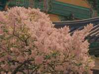 🕊️ Bongeunsa Temple – A Peaceful Escape in the Heart of Gangnam