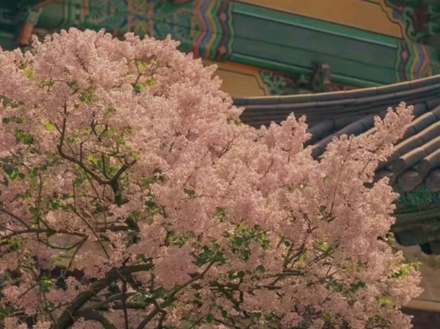 🕊️ Bongeunsa Temple – A Peaceful Escape in the Heart of Gangnam