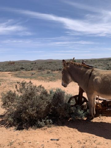 아웃백에서 영화 매드맥스의 세계를 경험하다