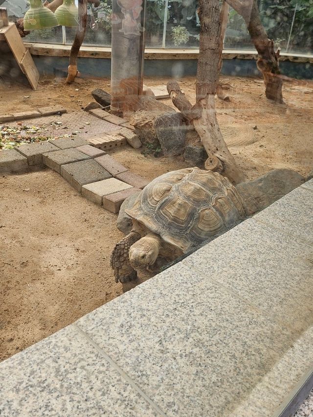🐯동물들을 사랑하는 동물원 청주랜드동물원 다녀오기🦁 🐯동물들을 사랑하는 동물원 청주랜드동물원 다녀오기🦁
