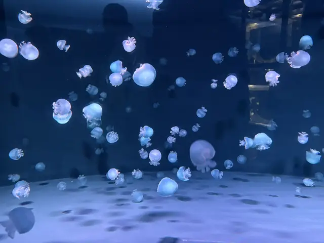 京都水族館