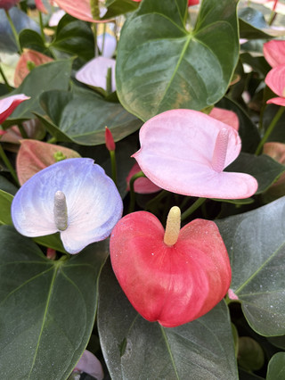 來去台北「士林官邸」賞各色火鶴花