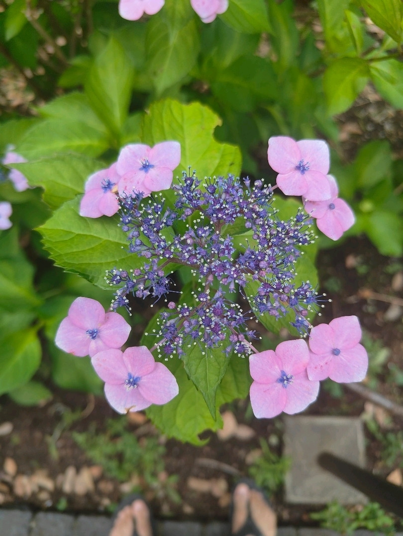 上野公園の夢のような紫陽花ワンダーランド 。 | Trip.com 東京