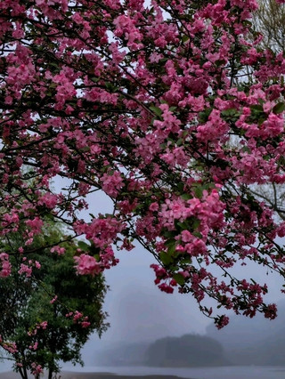千島湖｜霧與花的夢境