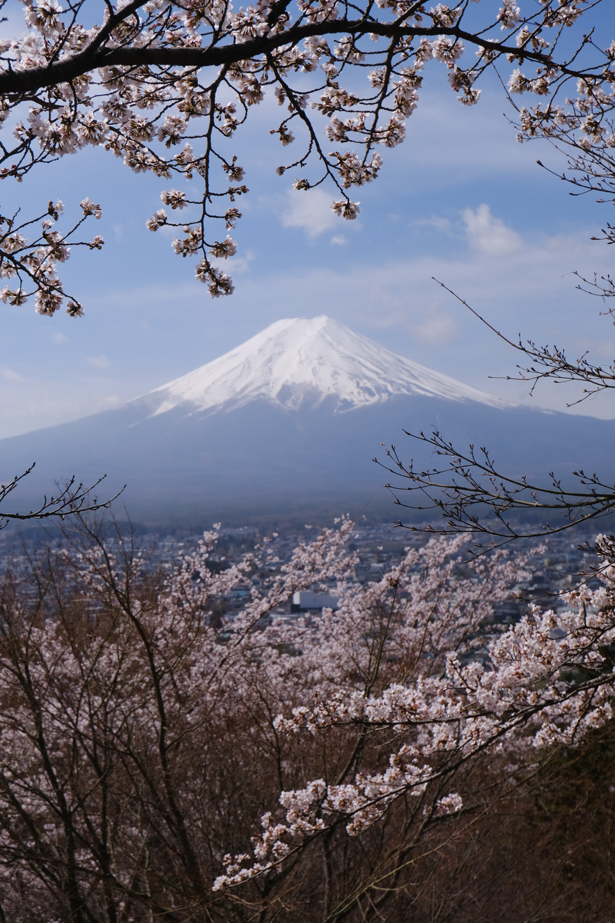 日本旅行】ポストカードのような絶景！薄紅の桜と水色の富士山 - 新倉