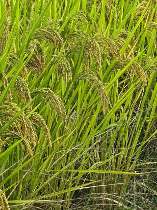 🌾 Wanfengling in Autumn | When the Rice Fields Turn Gold
