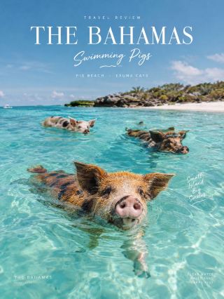 🇧🇸🏝️ บาฮามาส (The Bahamas) สวรรค์แห่งแคริบเบียนที่มีน้ำทะเลสีฟ้าใสราวกระจก หาดทรายขาวเนียนละเอียด และแลนด์มาร์กสุดไอคอนิกที่ไม่มีใครเหมือนกับการได้พบกับแก๊งหมูว่ายน้ำเจ้าถิ่น! 🐷🌊
ถ้าคิดว่าหมูชอบนอนคลุกโคลนอย่างเดียว มาที่นี่คุณจะต้องเปลี่ยนความคิดทันที เพราะหมูที่นี่รักทะเลและว่ายน้ำเก่งระดับนักกีฬาโอลิมปิก! 👇
หมูว่ายน้ำ (Swimming Pigs) 🐷🏊♂️ — เซเลบสี่ขาแห่งทะเลแคริบเบียน
 · ความน่ารัก: แก๊งหมูตัวอ้วนกลมหลากหลายไซส์ ตั้งแต่ตัวเบิ้มไปจนถึงลูกหมูตัวจิ๋ว ที่ใช้ชีวิตสุดชิลบนเกาะร้าง พอได้ยินเสียงเครื่องยนต์เรือนักท่องเที่ยวเทียบใกล้ชายฝั่ง เหล่าน้องๆ จะรีบวิ่งลุยคลื่นกระดิกหางแล้วว่ายน้ำดุ๊กดิ๊กเข้ามาหาเรือเพื่อรอรับขนมและทักทายอย่างเป็นมิตร โมเมนต์ที่น้องลอยคออยู่ในน้ำทะเลสีเทอร์ควอยซ์ใสแจ๋วคือภาพจำที่น่ารักและแปลกตาจนเรียกรอยยิ้มได้ตลอดเวลา 🥺✨
 · พิกัดแนะนำ: หาดบิ๊กเมเจอร์เคย์ (Big Major Cay) หรือที่รู้จักกันทั่วโลกในชื่อ Pig Beach ในหมู่เกาะเอกซูมา (Exuma Cays) 📍 เกาะที่ไม่มีมนุษย์อาศัยอยู่ถาวร มีเพียงเจ้าหมูเหล่านี้เป็นเจ้าถิ่นครองหาดทรายขาว
🚤 Tips สำหรับการเดินทาง:
 · วิธีเดินทาง: เดินทางได้โดยซื้อเดย์ทริปเรือสปีดโบ๊ตจากเมืองหลวงแนสซอ (Nassau) หรือบินด้วยเครื่องบินเล็กมาลงที่เกาะ Great Exuma / Staniel Cay แล้วต่อเรือท้องถิ่นมายัง Pig Beach 🛥️
 · ข้อควรปฏิบัติ: ให้อาหารเฉพาะสิ่งที่ไกด์เตรียมให้เท่านั้น (มักเป็นผัก ผลไม้ หรือขนมปังที่ปลอดภัย) และห้ามยื่นอาหารบนหาดทรายแห้งเพื่อป้องกันไม่ให้น้องกินทรายเข้าไป ควรให้อาหารขณะน้องลอยตัวอยู่ในน้ำทะเล และระวังอย่ายื่นมือเปล่าไปจ่อที่ปากน้องโดยตรง 🥕🍎
#เที่ยวบาฮามาส #SwimmingPigs #PigBeach #Exuma #TheBahamas
