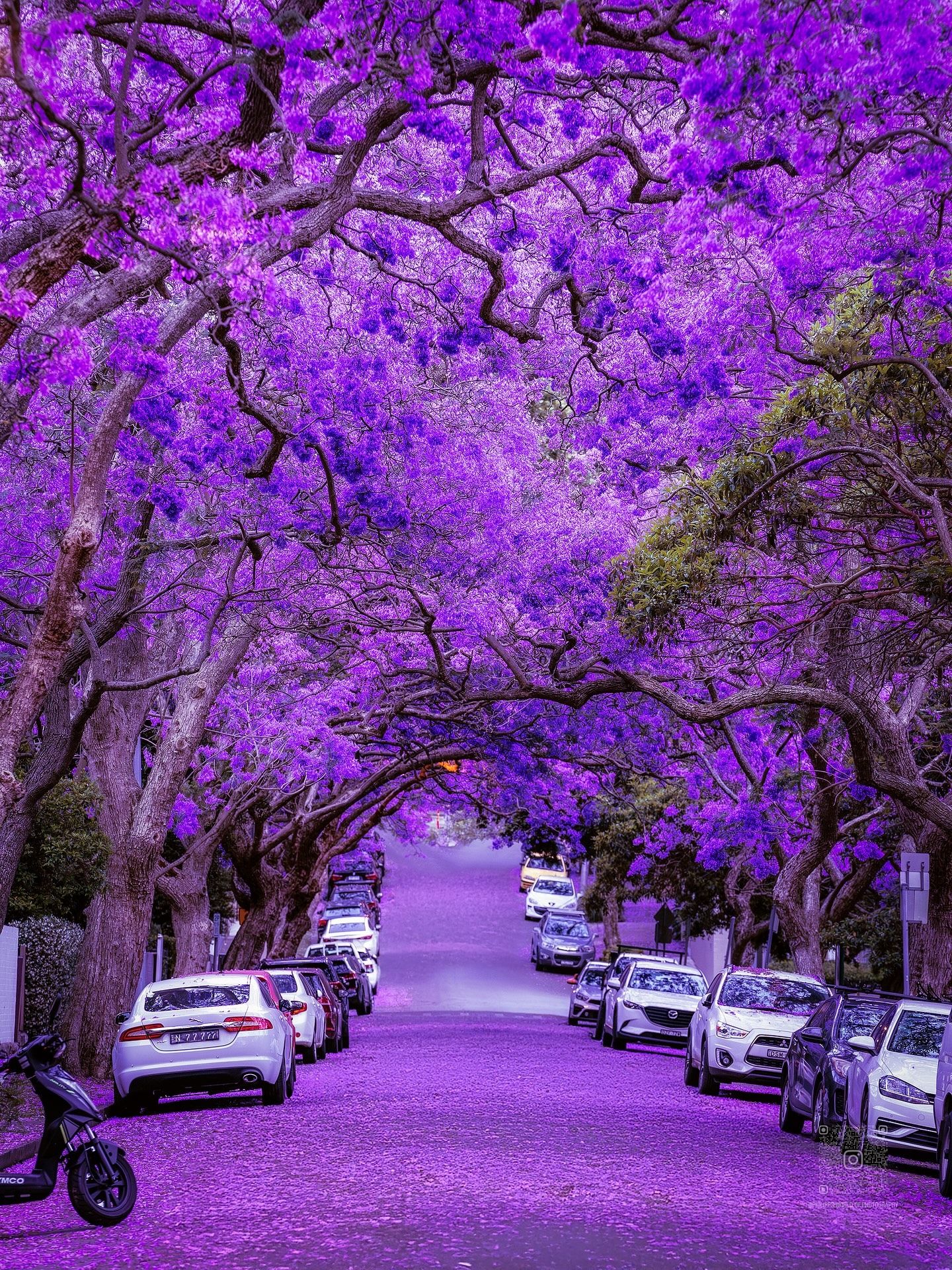 "Wandering Through a Purple Dream: Exploring the Stunning Jacaranda-Lined Streets! 🌸💜✨"