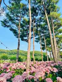  핑크빛+흰색의 유럽수국이 만개한 충청도 최대규모의 수국정원💙💜