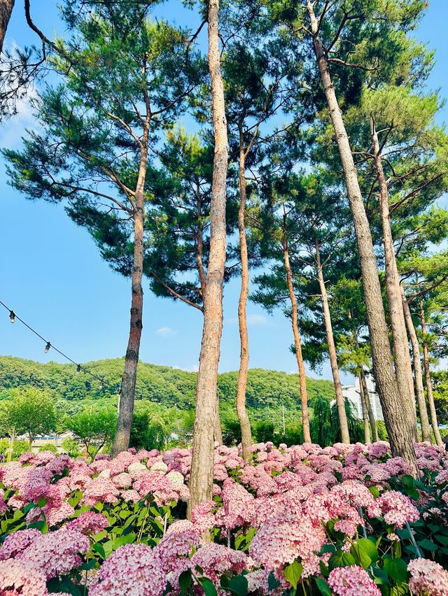  핑크빛+흰색의 유럽수국이 만개한 충청도 최대규모의 수국정원💙💜