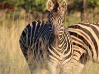 Majestic. Beauty. Stunning. South Africa at its finest