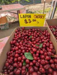 Fun activity to do in San Francisco 