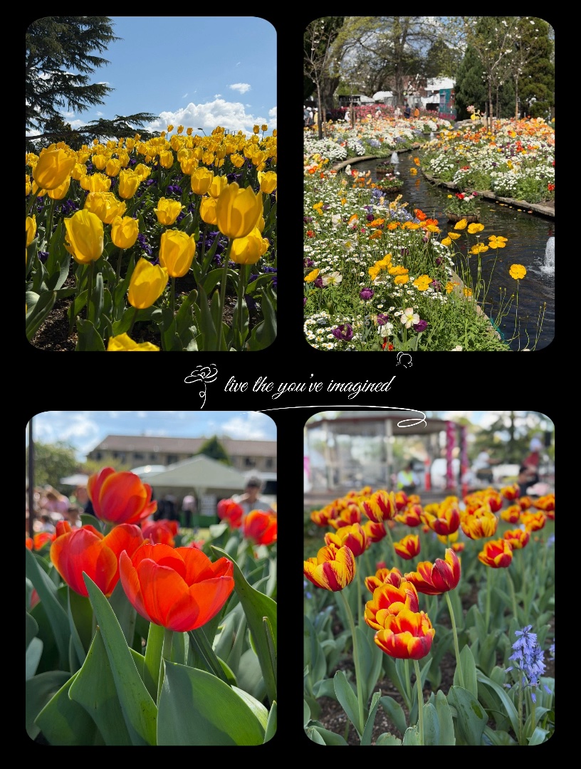 A beautiful sea of colourful tulips blooming in spring! 🌸✨ Surrounded by vibrant flowers and charming gardens, it’s a magical place to wander, take photos, and enjoy the beauty of nature. 🌷💐