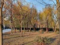 Taras Shevchenko Park in autumn 🗺️