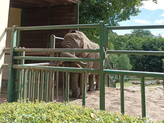 Zoo Gdańsk Oliwa 🦏🦒