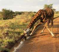 5 DAYS  SERENGETI MIGRATION SAFARI