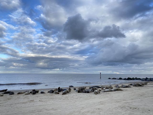 🌊🦭 Nature's Spectacle Along Norfolk's Coast