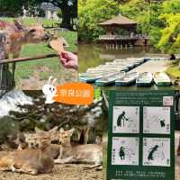 🦌奈良公園🦌親近溫馴的鹿，純鹿的世外桃源🌳
