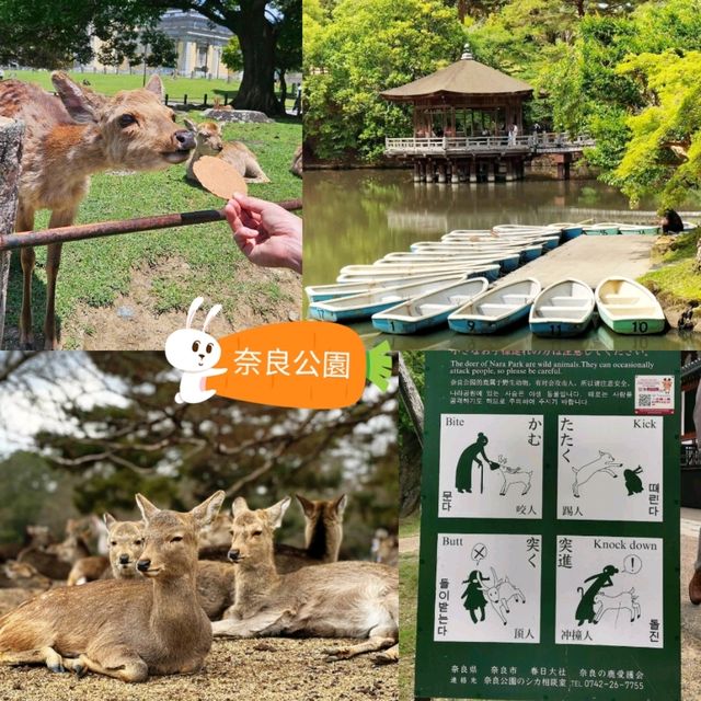 🦌奈良公園🦌親近溫馴的鹿，純鹿的世外桃源🌳