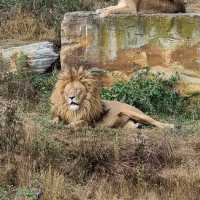 Yorkshire Wildlife park: The perfect family day out 