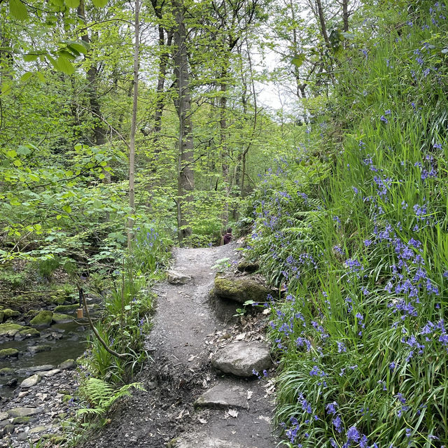 A bluebell walk