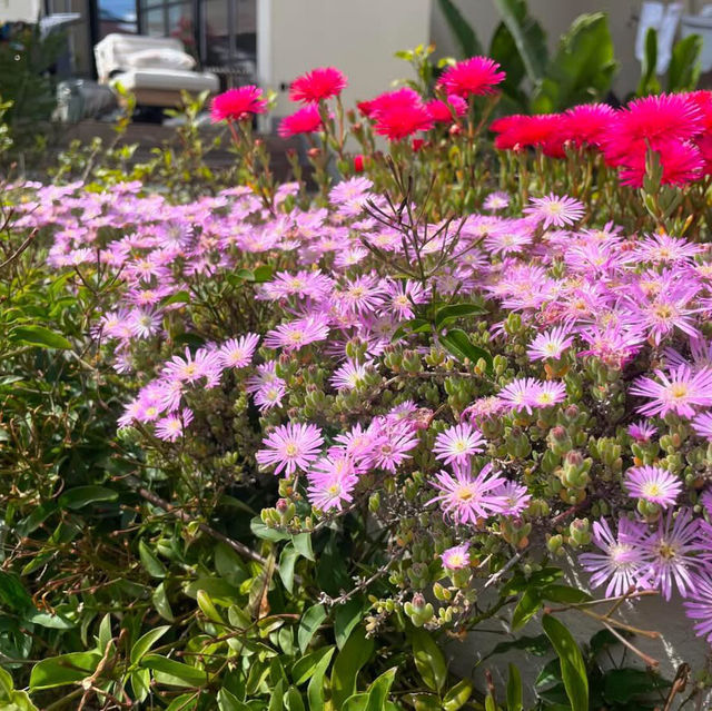 Spring in Lisbon 🗺️