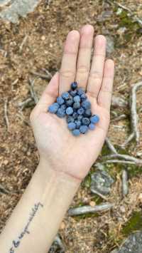 Foraging Adventure in Finnish National Park 🇫🇮 🍓🍄🌲