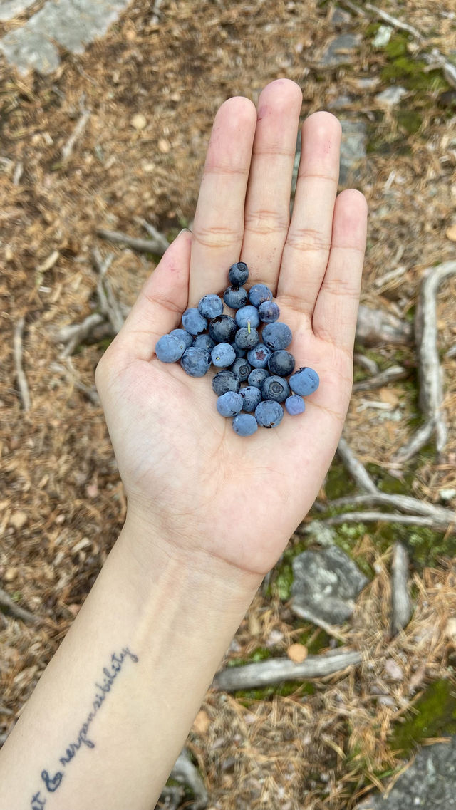Foraging Adventure in Finnish National Park 🇫🇮 🍓🍄🌲