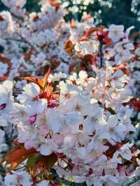 🌸 Cherry Blossom Season at Kew Gardens — A Spring Favourite in London 🌸
