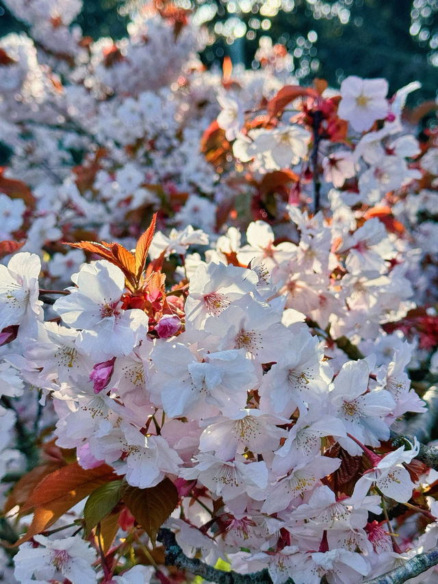 🌸 Cherry Blossom Season at Kew Gardens — A Spring Favourite in London 🌸