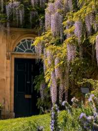 🌸 Wisteria Season in Oxford: A Dreamy Purple Veil over the City of Spires 🇬🇧✨