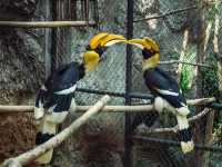 A Wild Day Out: Visiting Chiang Mai Zoo in Northern Thailand