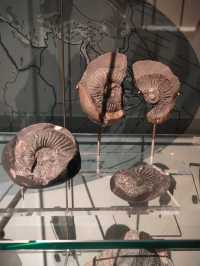 Stone as Storyteller — A Review of the Earth Sciences Gallery at the National Museum of Scotland