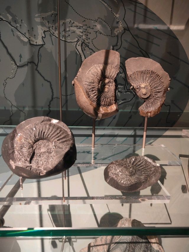 Stone as Storyteller — A Review of the Earth Sciences Gallery at the National Museum of Scotland