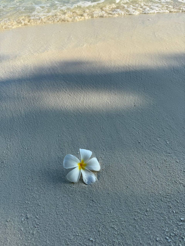 Live a dream island 🏝️ life: Kuramathi Island Resort Maldives