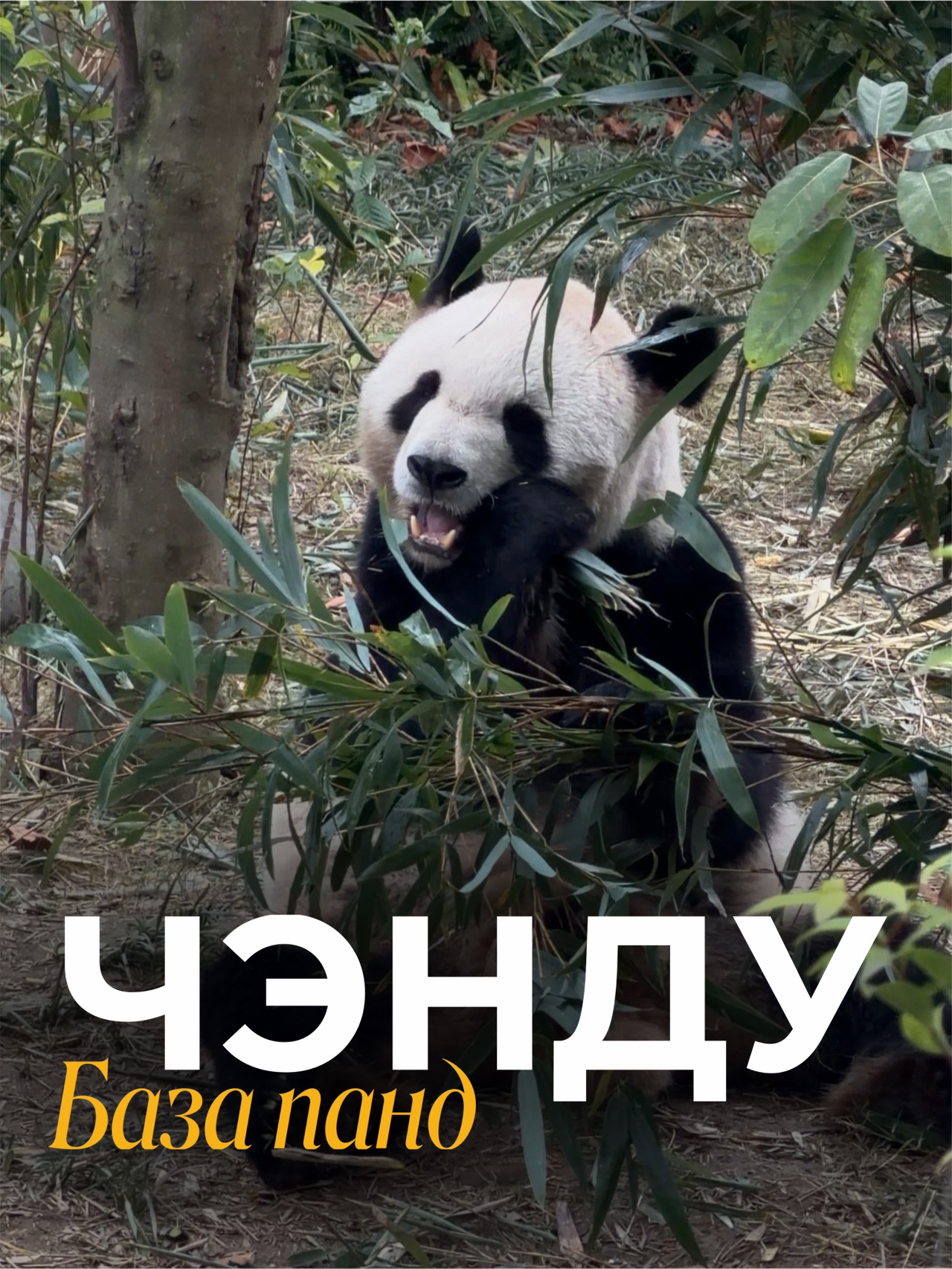 🐼 Chengdu Panda Base – a place where time stands still

Yesterday we visited the Chengdu Research Base of Giant Panda Breeding – the famous panda base in Chengdu. It's one of the most famous places in the world where giant pandas are cared for. 🐾 Here, they don't just show them off to tourists; they help them breed and raise their cubs to preserve this rare species.

The recommended walk time is 3-5 hours, but we spent more than five because it was impossible to leave! 🌿 The grounds are vast, green, and incredibly cozy – it's like entering a world of peace and tenderness.

We learned that all the pandas in the world belong to China 🇨🇳 – even those living in other countries are "on loan" there. And if babies are born somewhere, they are also considered Chinese citizens 😄

A special surprise: massive pandas sit calmly on thin trees! How they do it is a mystery 😅

It's also funny that all the pandas seem similar—they eat bamboo the same way or sleep in the cutest poses—but each one is mesmerizing. We stopped by each one, even the sleeping ones, and still couldn't tear ourselves away 💚

Now we can proudly say that we've seen 4% of all pandas living in zoos and reserves around the world.

Tickets were 220 yuan for four—definitely worth every yuan! We took the bus, but ended up walking the entire thing—about 20,000 steps through the panda park.

📍Chengdu Panda Base, Sichuan, China
#Chengdu #PandaBase #GiantPanda #TravelChina #熊猫基地 #Chengdu