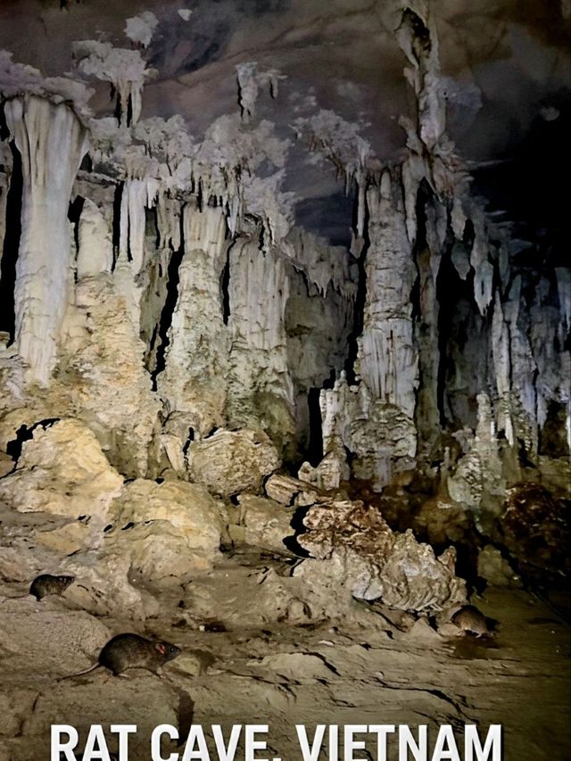 Discover Vietnam's Mysterious Rat Cave