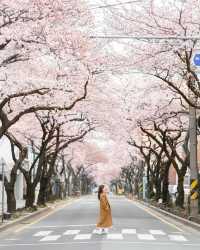 Jeju Island, a holy land for cherry blossom viewing.