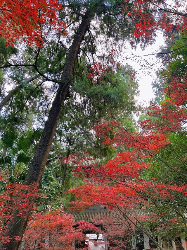 鶴鳴山道觀|道教發源地～賞楓葉賞銀杏聖地